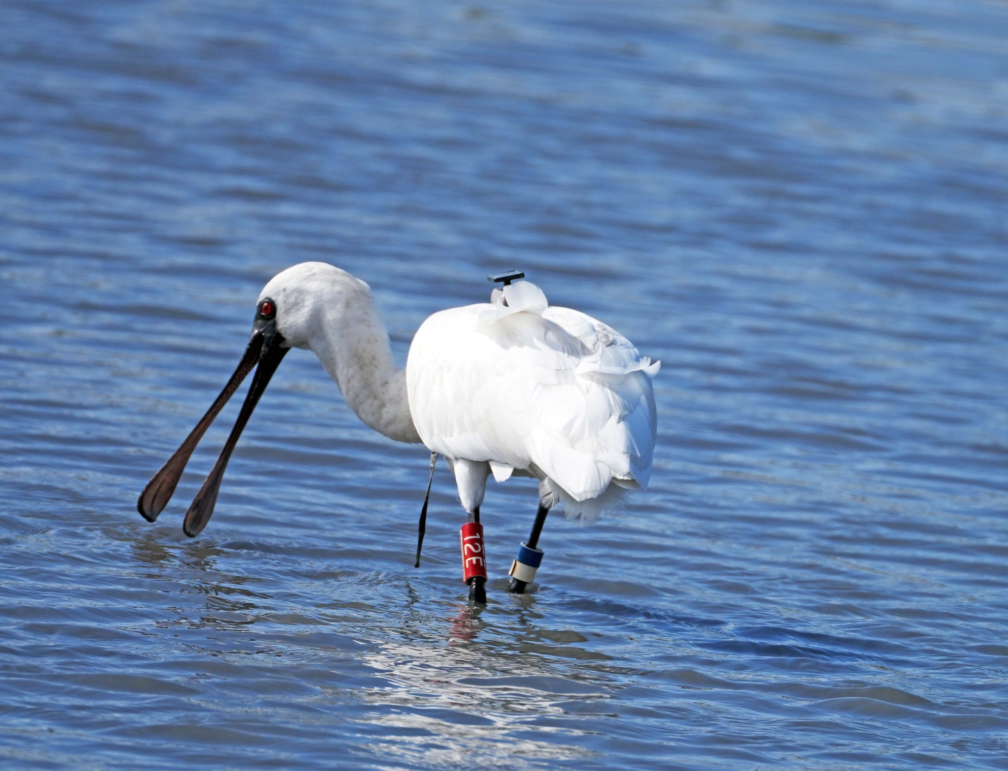 黑面琵鷺12E  韓國稀客來台東 